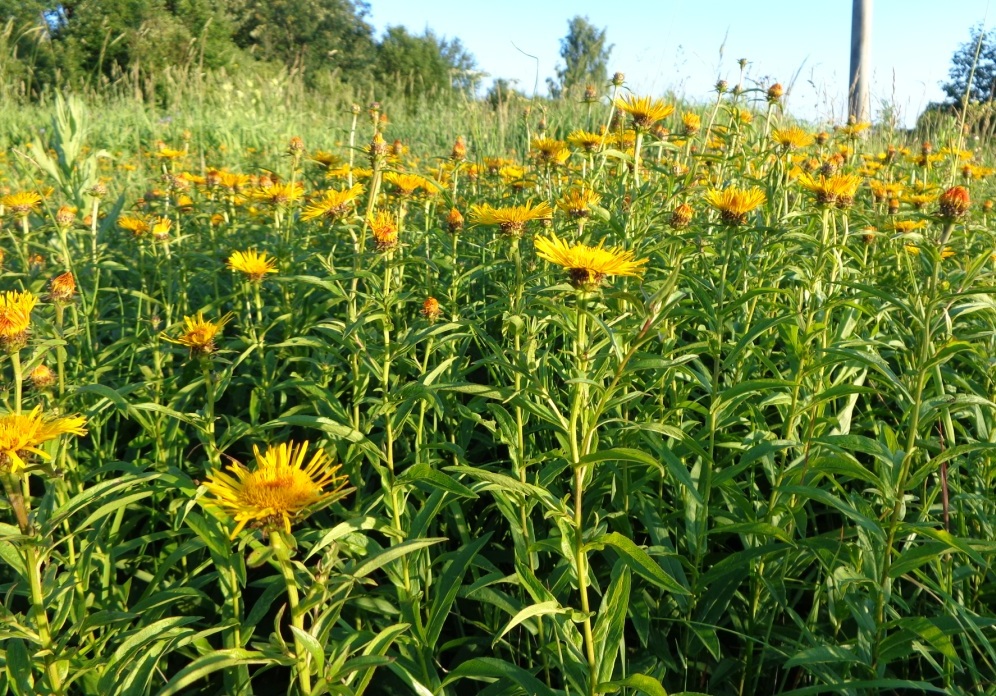 Изображение особи Inula salicina.