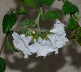 Cordia parvifolia