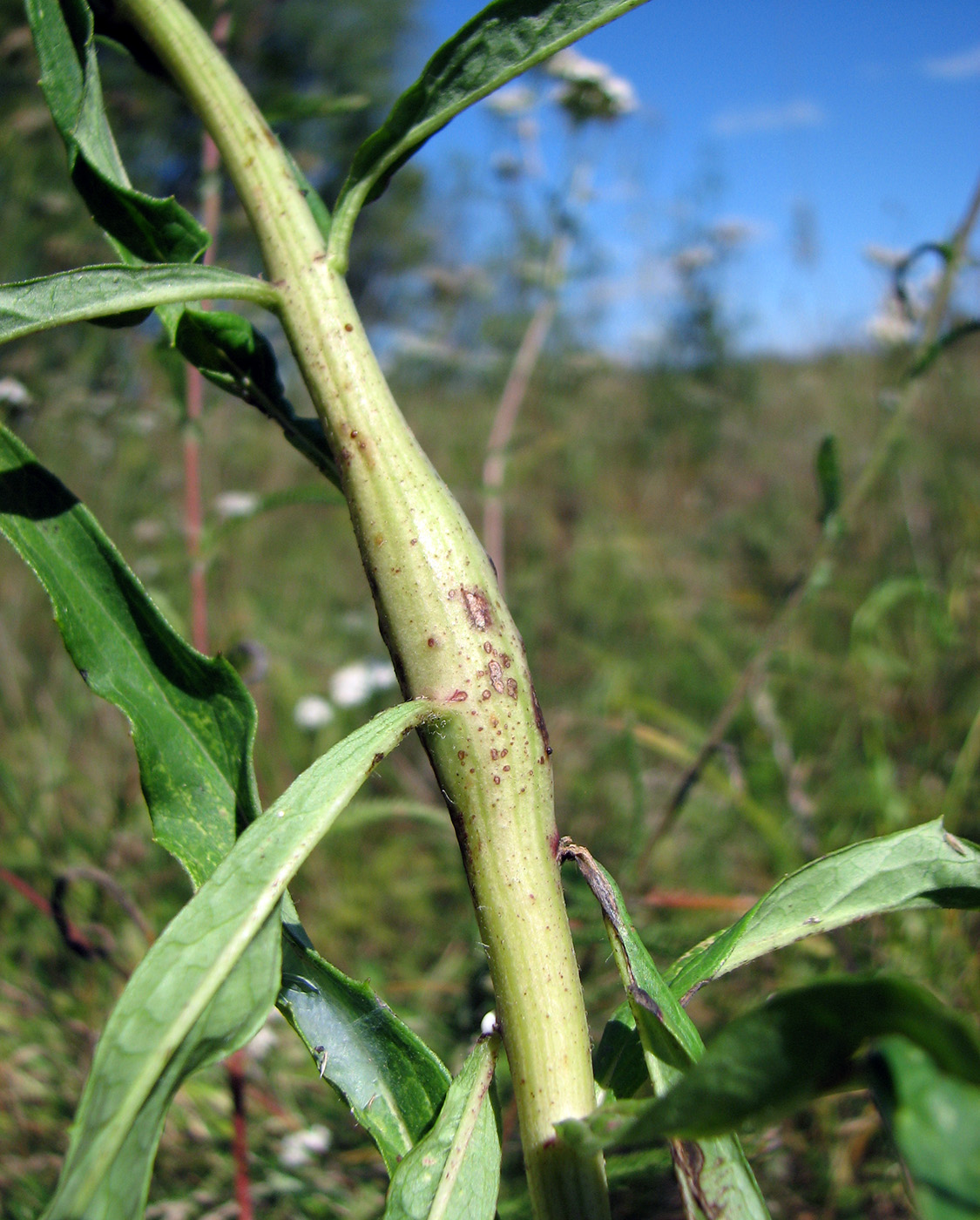 Image of Hieracium umbellatum specimen.