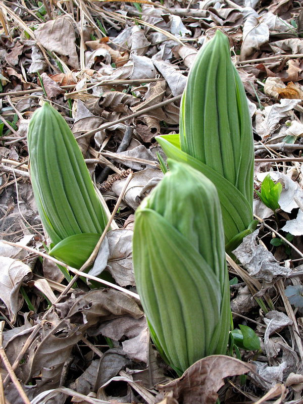 Image of Veratrum grandiflorum specimen.