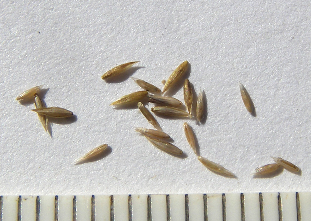 Image of Poa araratica specimen.