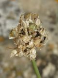 Allium tarkhankuticum