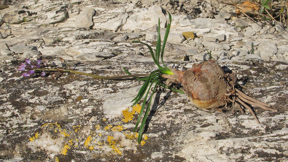 Image of Prospero autumnale specimen.