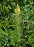 Pedicularis condensata