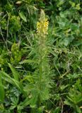 Pedicularis condensata. Цветущее растение. Северная Осетия, Ирафский р-н, долина р. Гебидон, ≈ 2500 м н.у.м., альпийский луг. 07.07.2016.