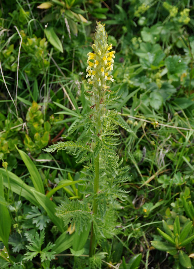 Изображение особи Pedicularis condensata.