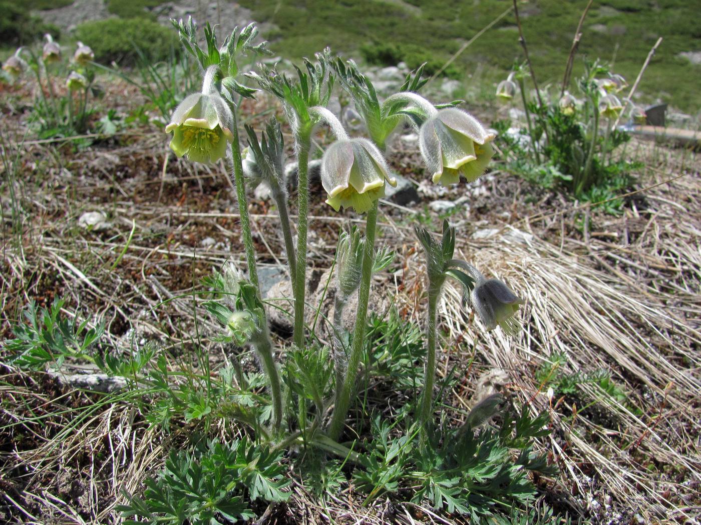 Image of Pulsatilla campanella specimen.