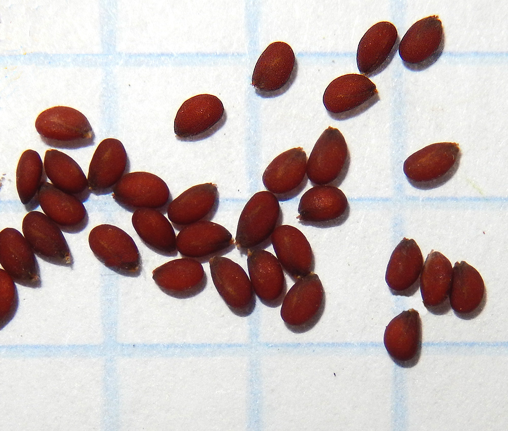 Image of Cardaria draba specimen.