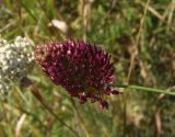 Allium sphaerocephalon. Соцветие. Украина, Запорожский р-н, Дурная балка, разнотравная степь. 17.07.2016.