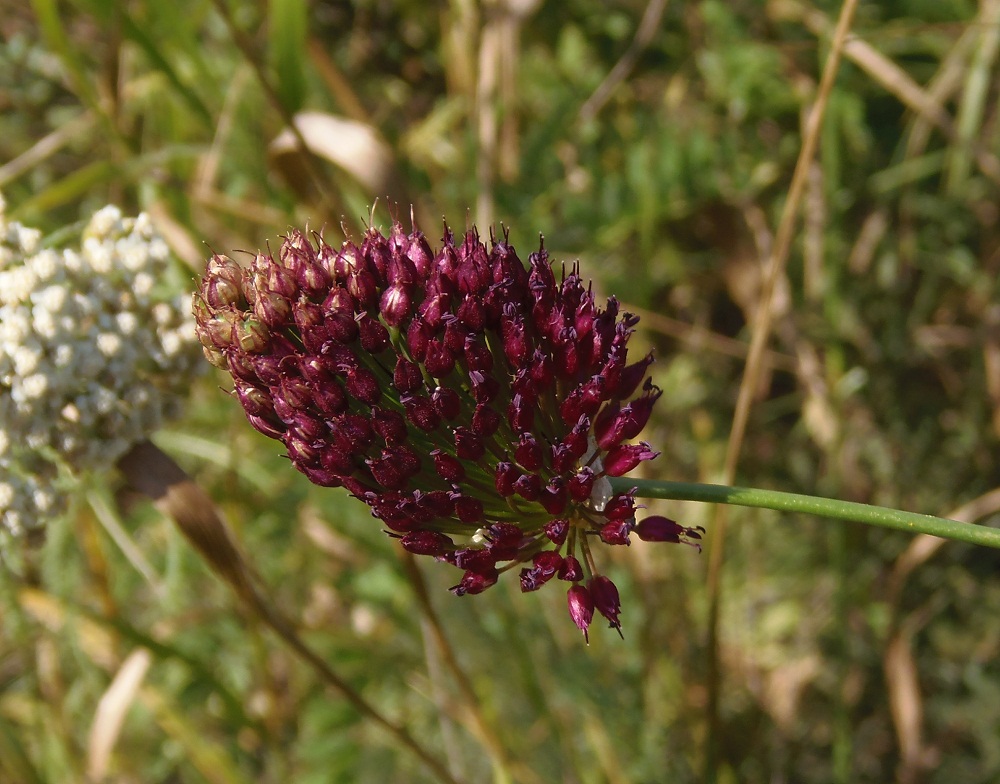 Изображение особи Allium sphaerocephalon.