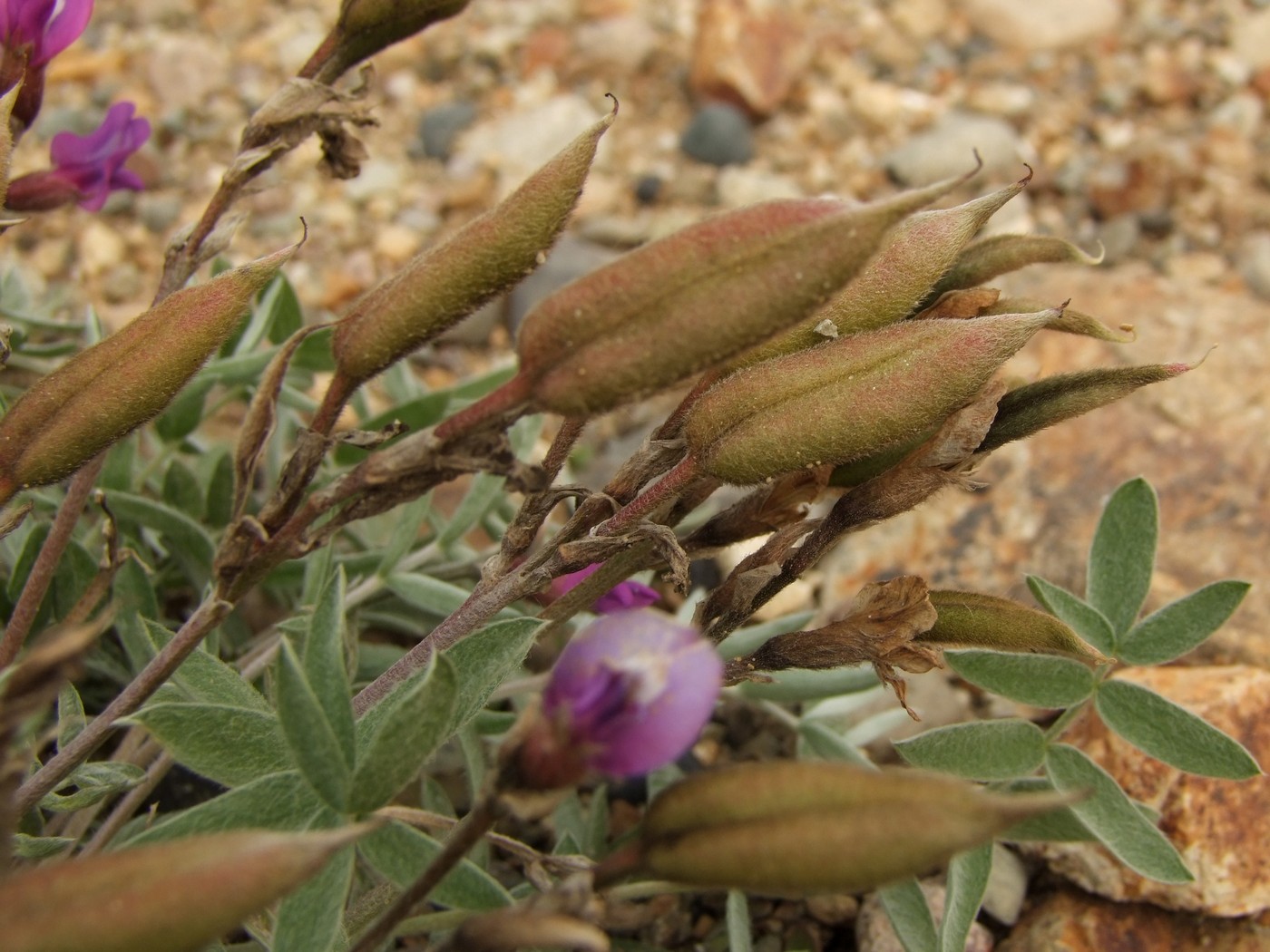 Image of Oxytropis exserta specimen.