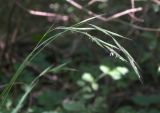 Brachypodium sylvaticum