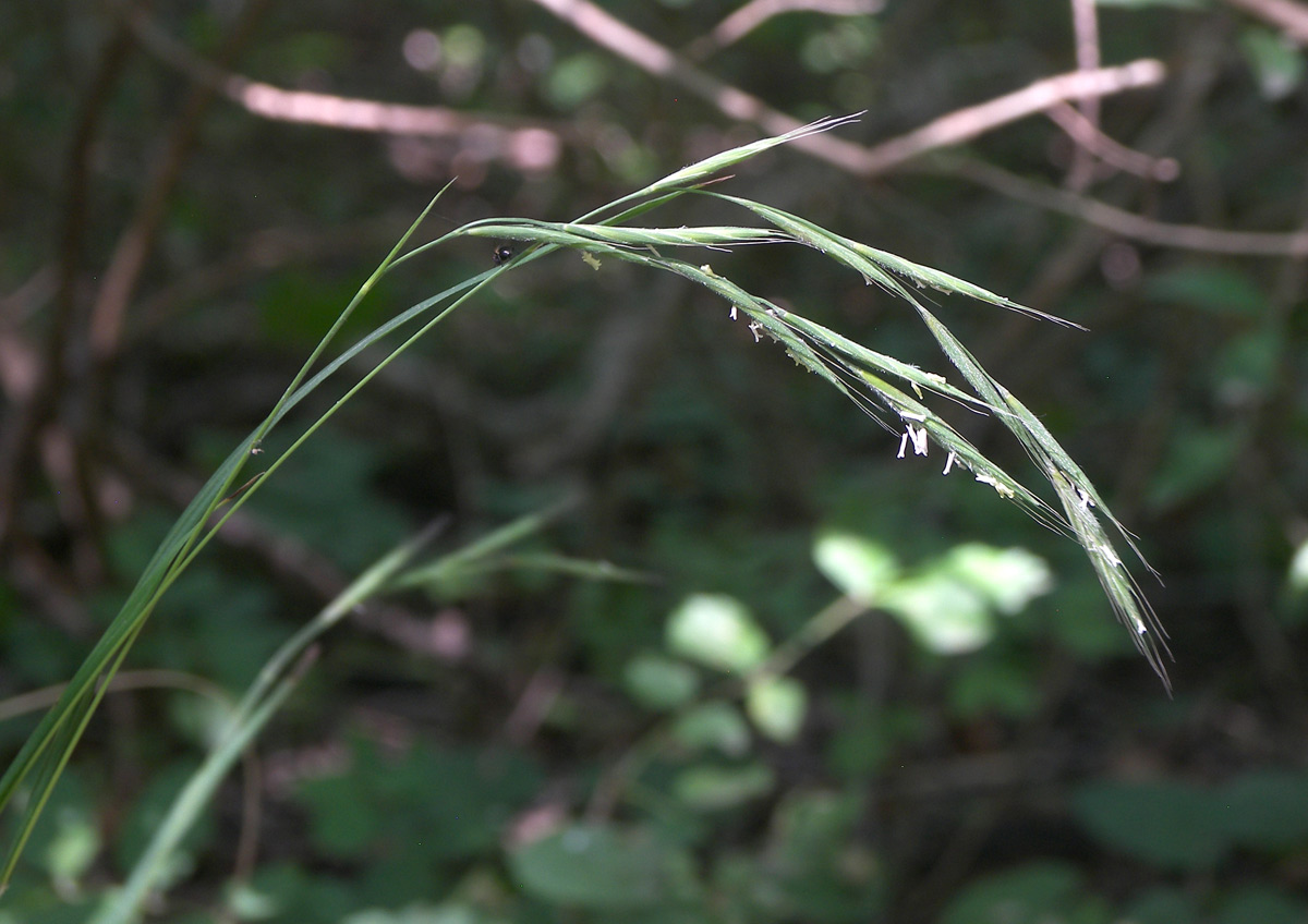 Image of Brachypodium sylvaticum specimen.