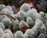 Cladonia stellaris. Слоевища в соседстве с Vaccinium vitis-idaea. Пермский край, Оханский р-н, Кунчурихинский бор; старая вырубка. 29.09.2012.