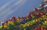 Salix berberifolia. Плодоносящее растение. Восточный Саян, хр. Большой Саян, истоки р. Сорхой, горная тундра. 20.07.2015.