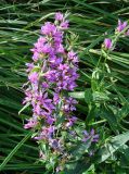 Lythrum salicaria