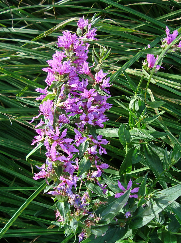 Image of Lythrum salicaria specimen.