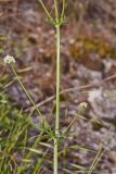 Image of taxon representative. Author is Раду Страту