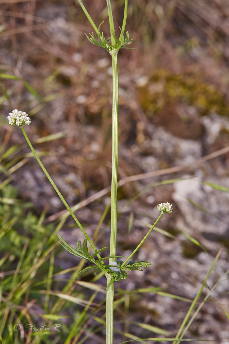 Изображение особи род Valeriana.