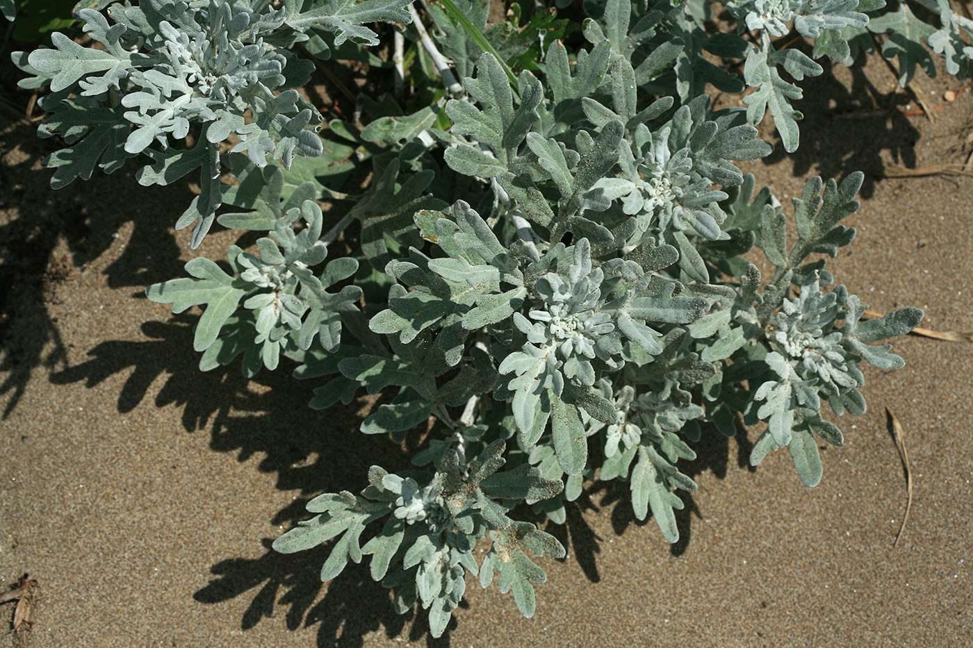 Изображение особи Artemisia stelleriana.