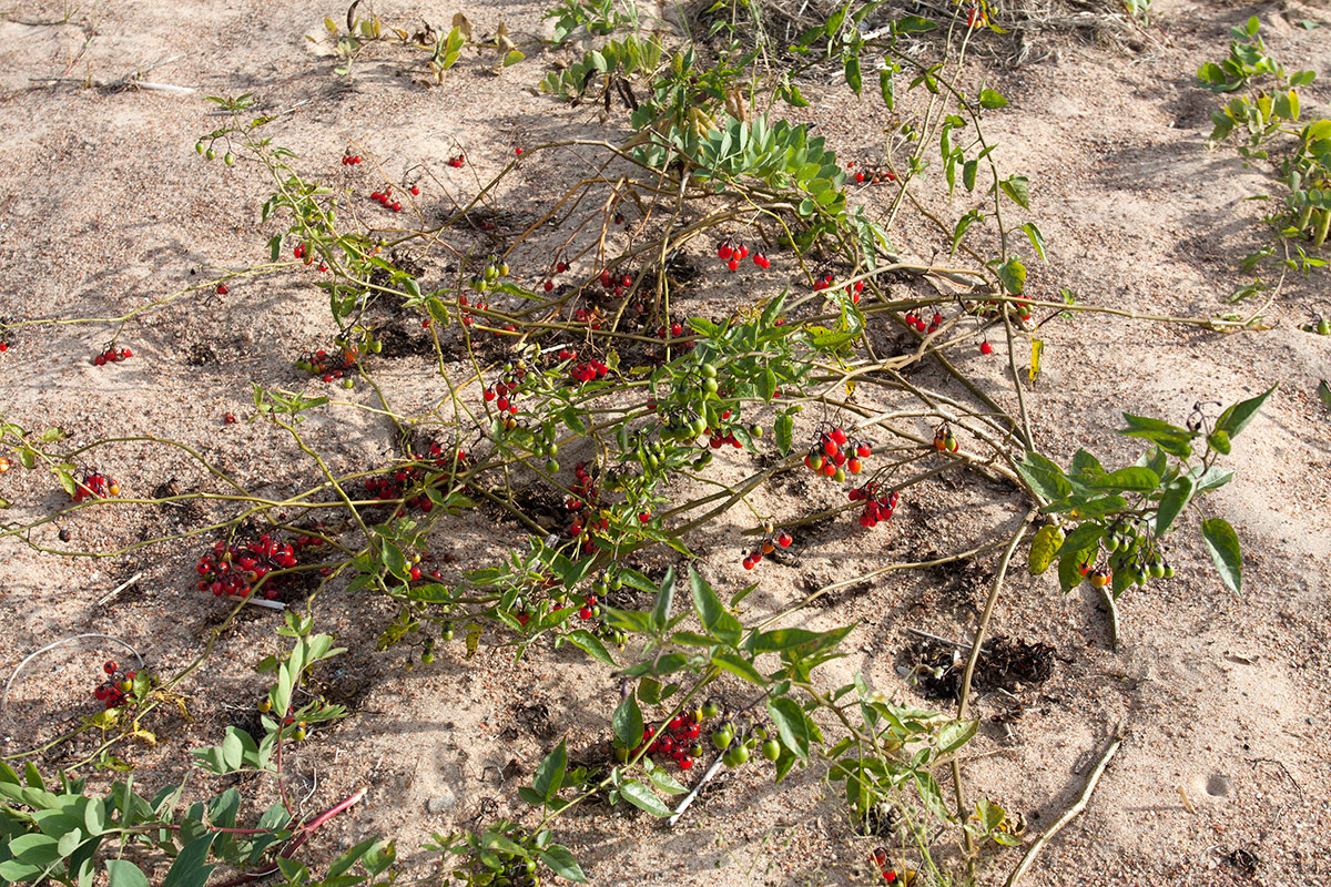 Image of Solanum dulcamara specimen.