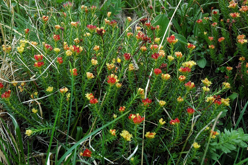 Image of Rhodiola algida specimen.