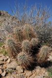 Echinocereus engelmannii