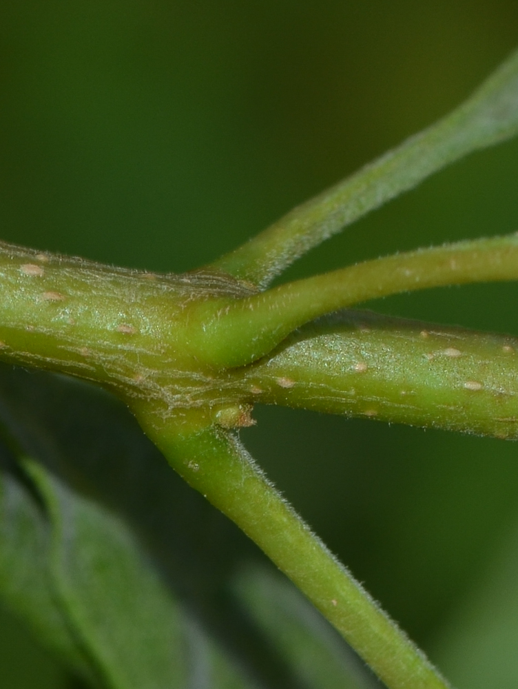 Image of genus &times; Chitalpa specimen.