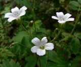 Cerastium pauciflorum