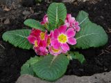 Primula