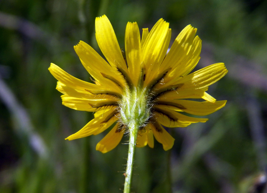 Image of Lagoseris sancta specimen.