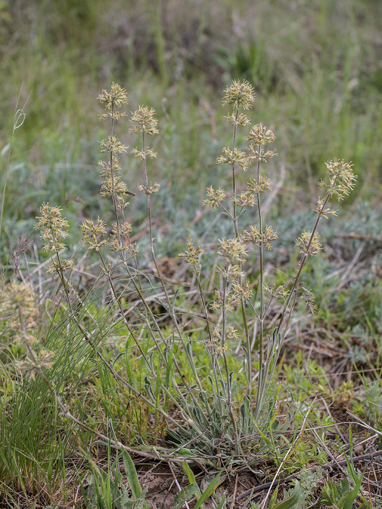 Изображение особи Silene hellmannii.