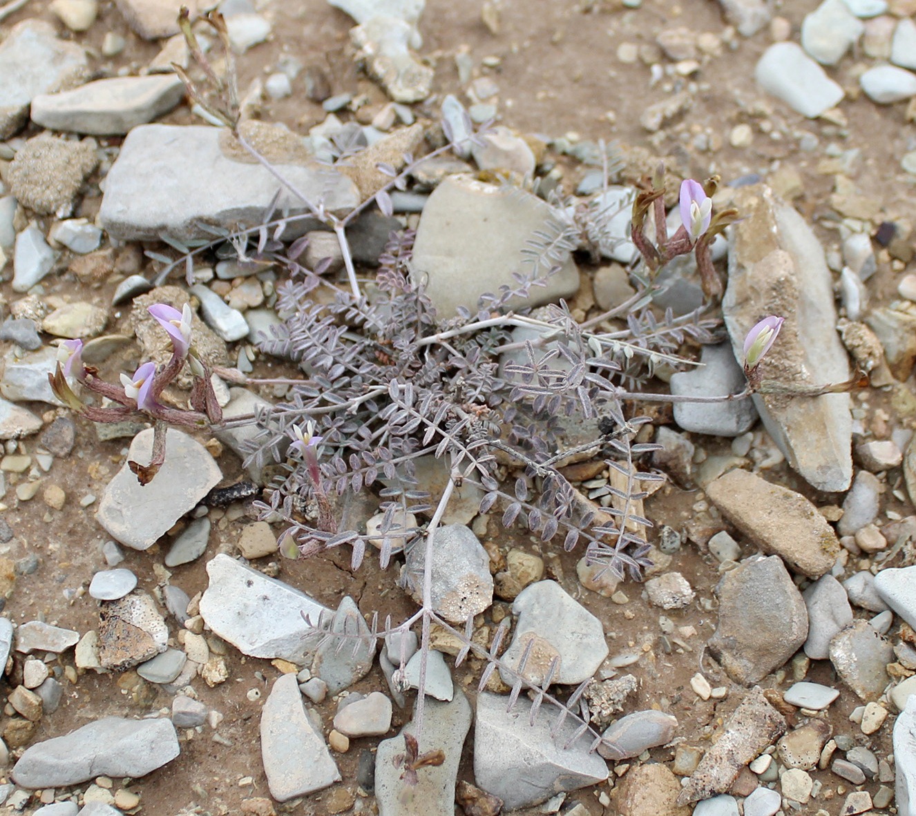 Image of genus Astragalus specimen.