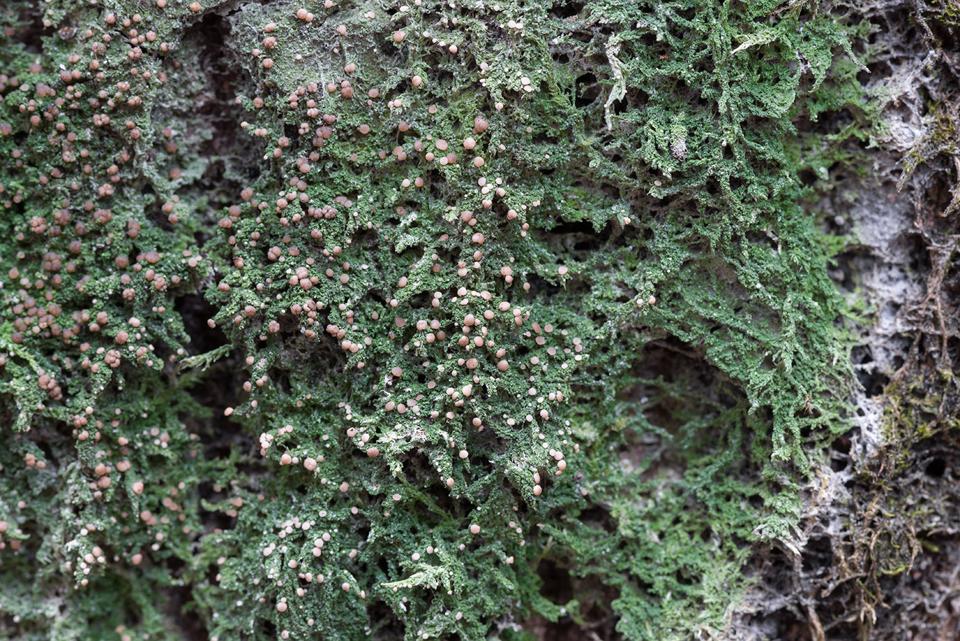 Image of Mycobilimbia carneoalbida specimen.