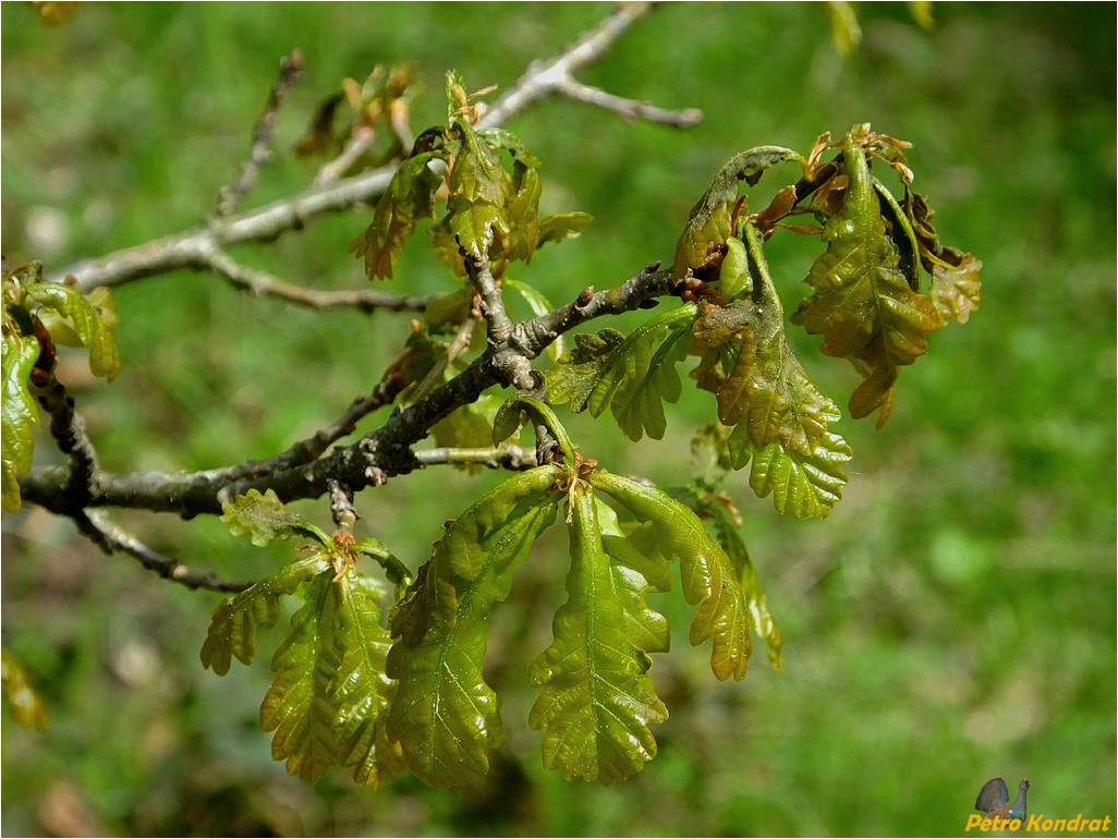 Image of Quercus robur specimen.