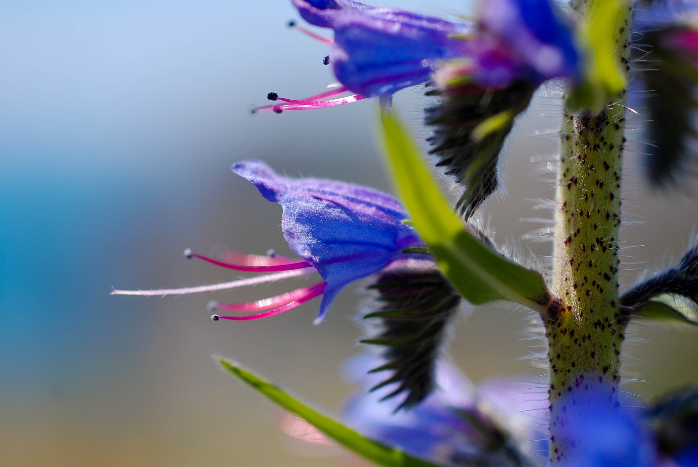 Изображение особи Echium vulgare.