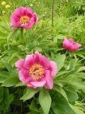 Paeonia officinalis