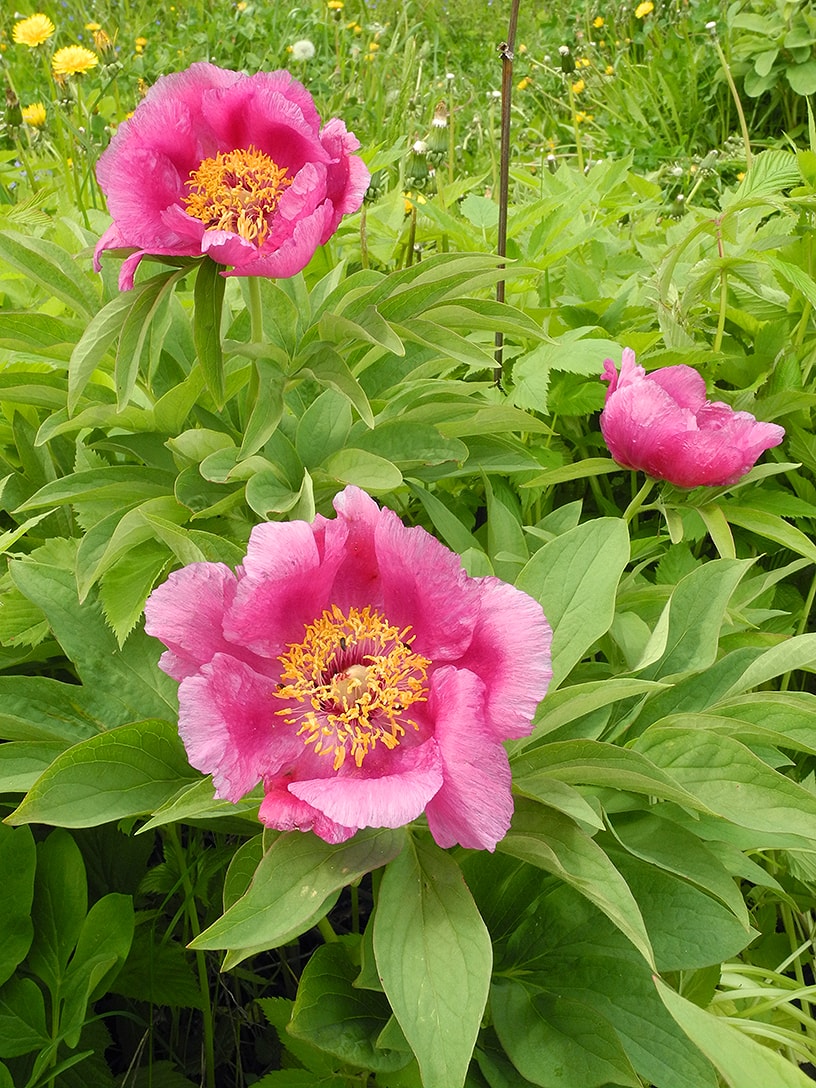 Изображение особи Paeonia officinalis.