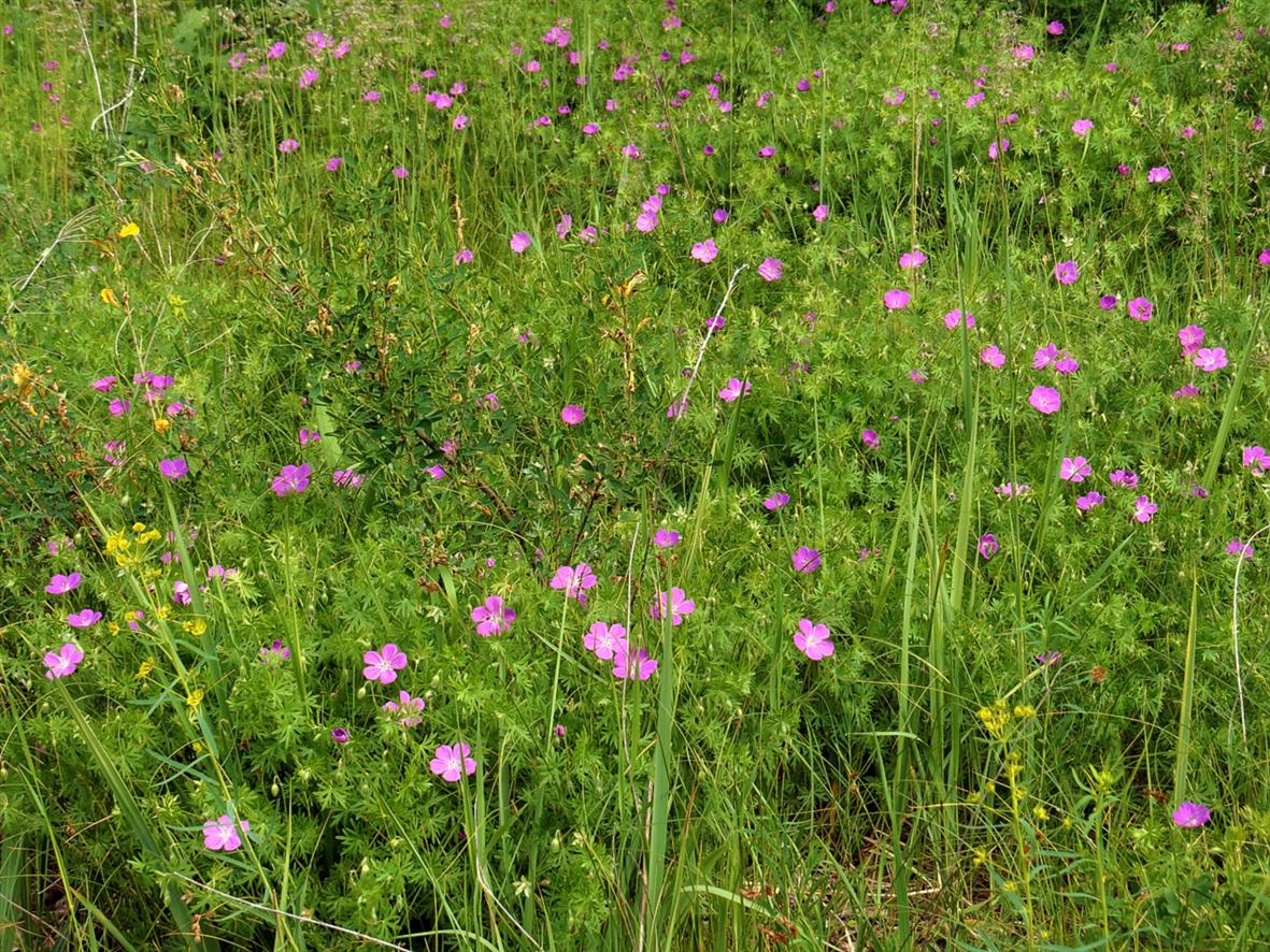 Image of Geranium sanguineum specimen.