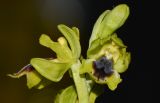 Ophrys lutea ssp. galilaea