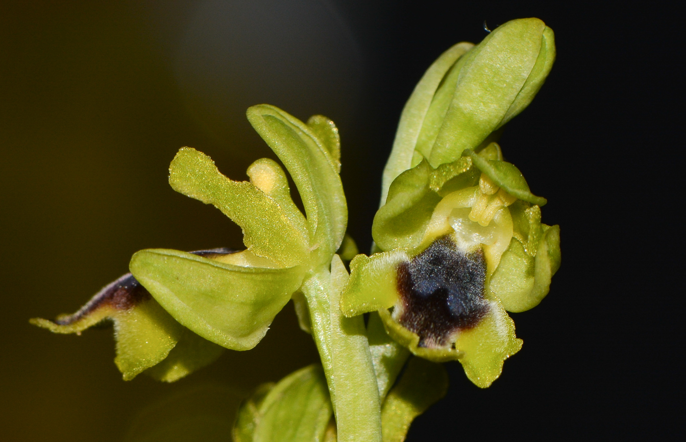 Изображение особи Ophrys lutea ssp. galilaea.