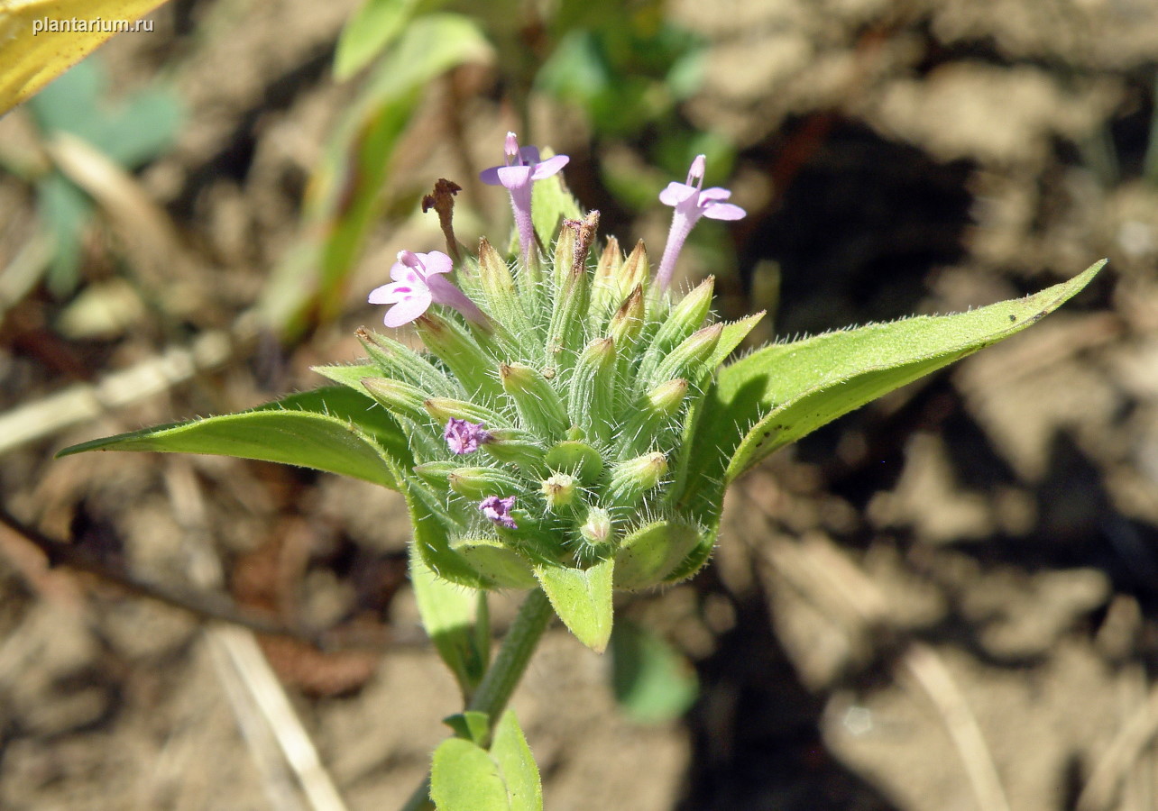 Изображение особи Ziziphora capitata.