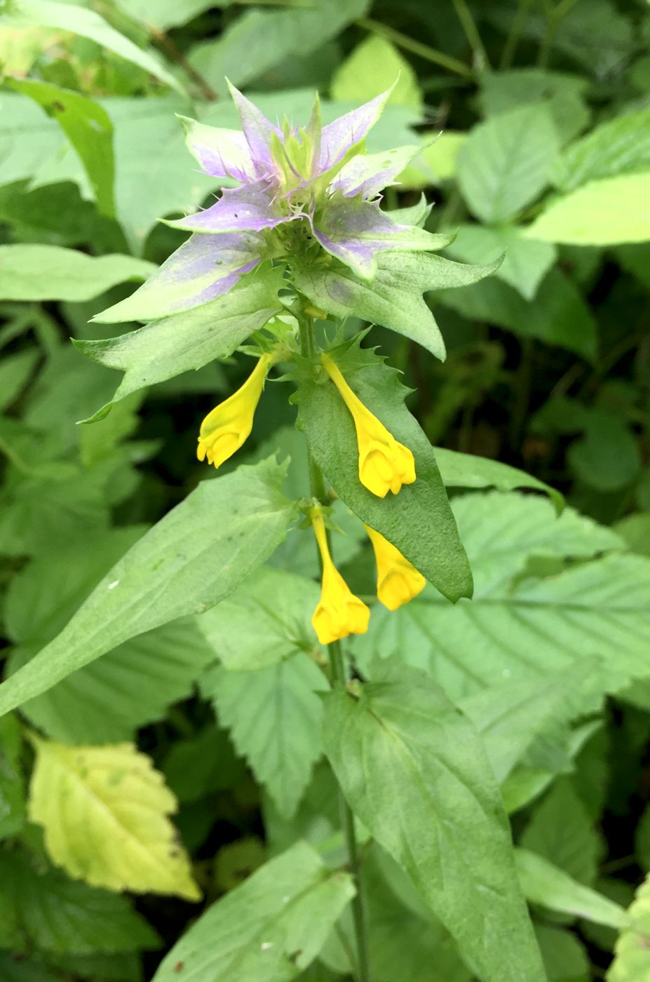 Изображение особи Melampyrum nemorosum.