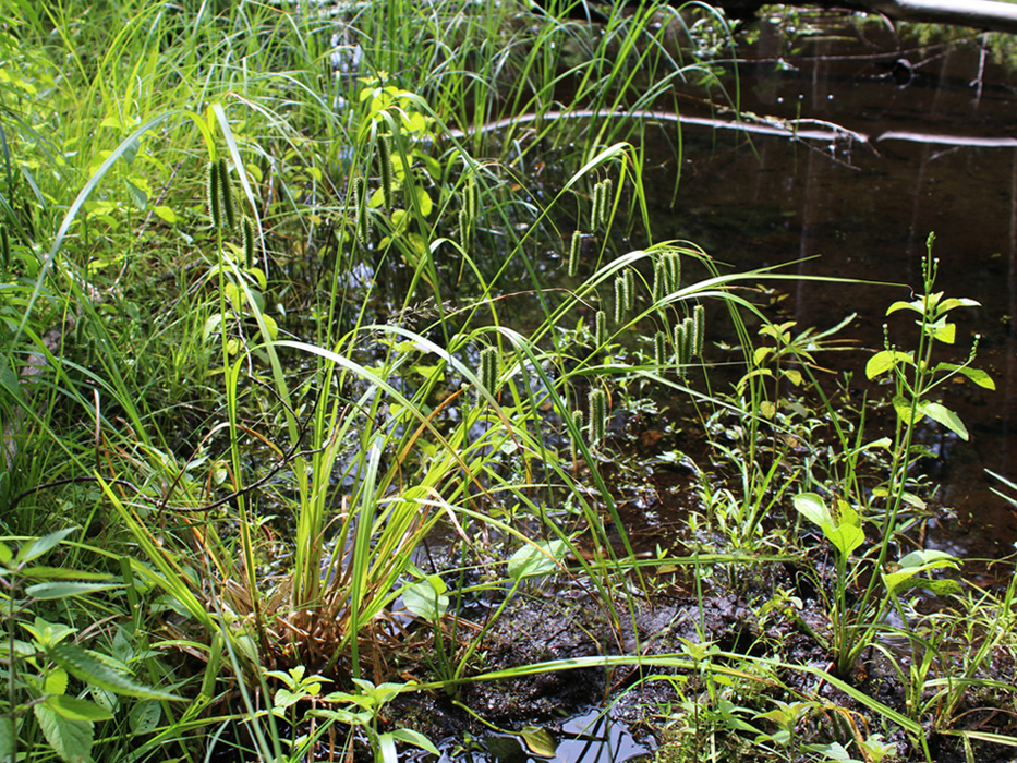 Image of Carex pseudocyperus specimen.