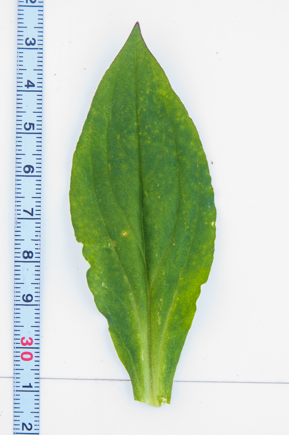 Image of Melandrium album specimen.