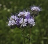 Phacelia tanacetifolia. Соцветие. Пермский край, г. Пермь, Кировский р-н, травянистый газон у жилого дома. 23.07.2017.