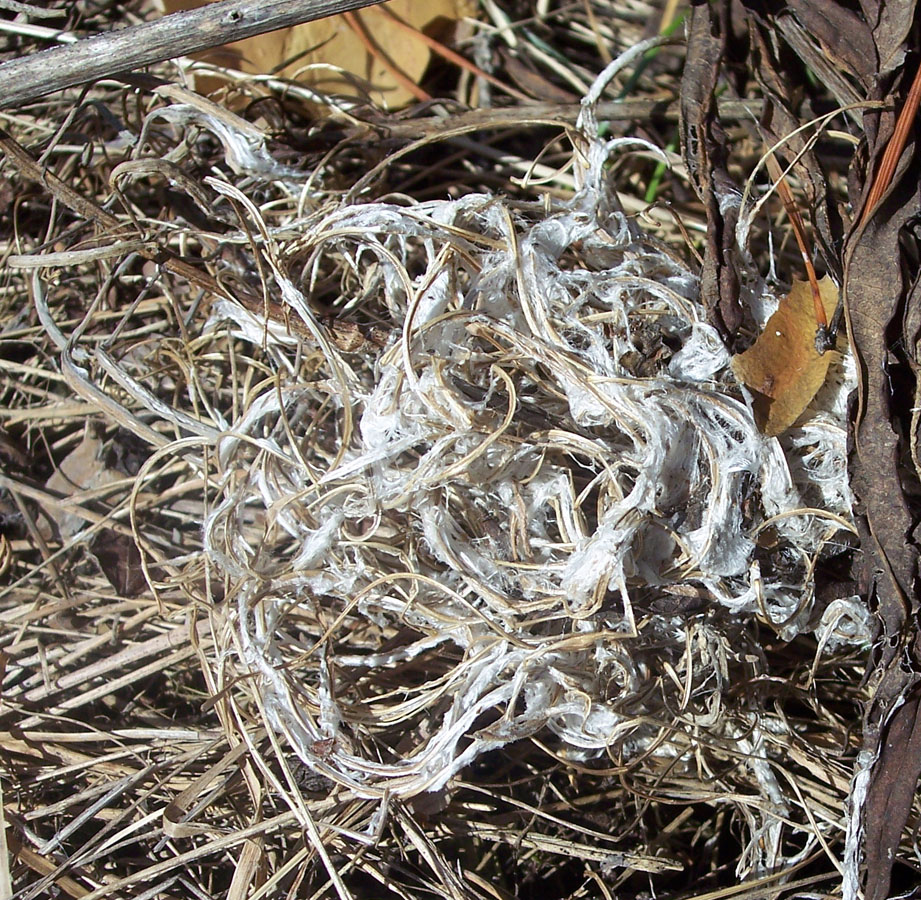Image of Chamaenerion angustifolium specimen.