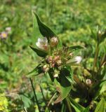 Gentianella umbellata