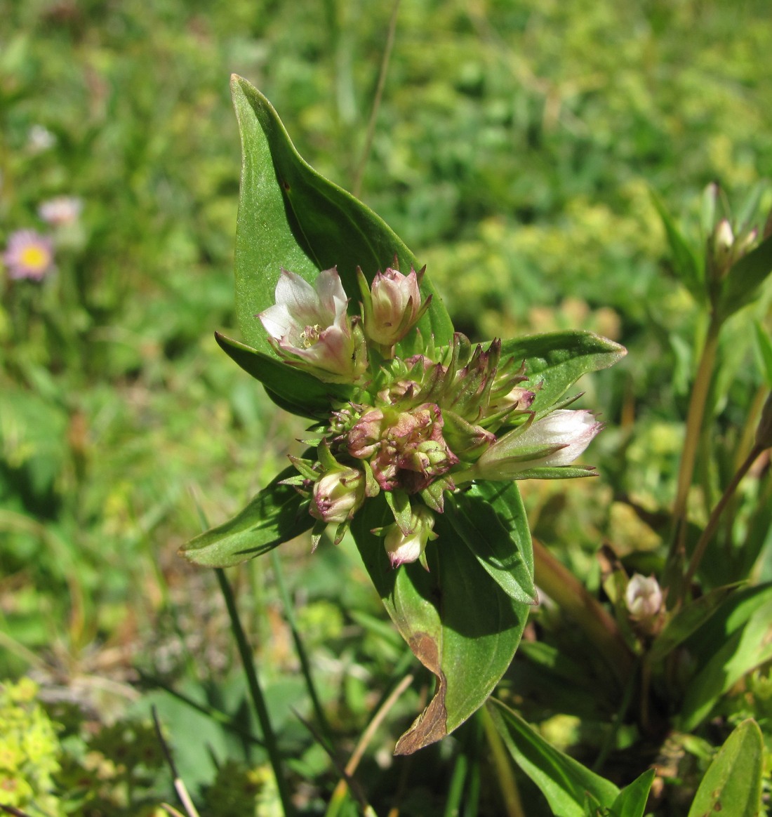 Image of Gentianella umbellata specimen.