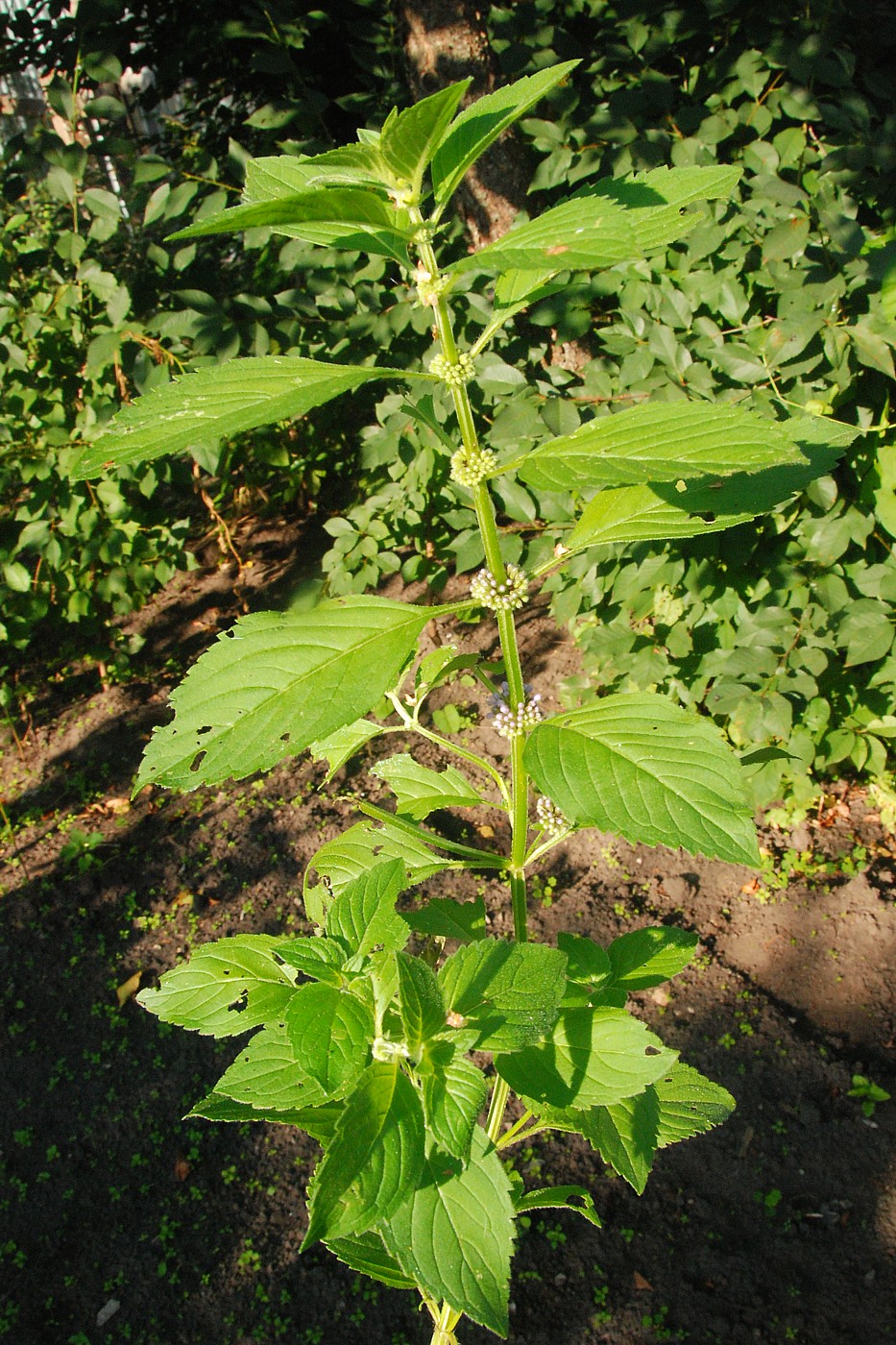 Изображение особи Mentha arvensis.